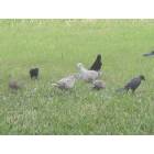 West Palm Beach: Birds feeding
