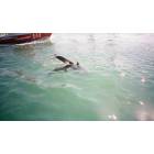 St. Petersburg: : dolphin watch cruise