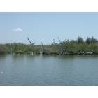 Cocoa Beach: one of many smallislands along the Banana River in Cocoa Beach