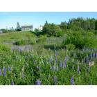 Eastport: Lupines-source of springtime color and annual Lupine Festival