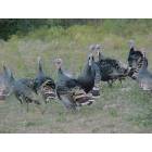 Clarendon: Rio Grande Turkeys