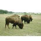 The Villages: : Many herds of buffalos in The Villages