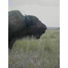 Ellsworth: buffalo on the Kansas prairie