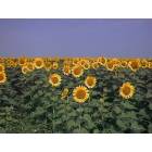 Ellsworth: Kansas sunflowers