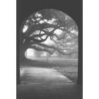 Lafayette: view of oak tree in fog through arched walkway at the University of Louisiana at Lafayette