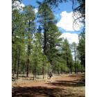 Flagstaff: : Hiking in Coconino National Forest, a few miles from downtown Flagstaff