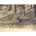 Squaw Valley: deer on our land in squaw valley