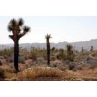 Yucca Valley: Looking south from Sunflower Dr. Yucca Valley