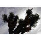 Yucca Valley: Joshua tree