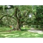 Port Orange: Live Oak tree in Sugar Mill Garden, Port Orange