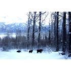 Palmer: Palmer, Alaska_ moose on Knik River Road
