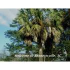 Bennettsville: Palmetto tree