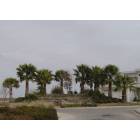 Odessa: : Fountain and palms at Mission Dorado Country Club