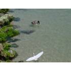 Sebastian: pelican at sebastian inlet