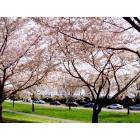 Washington: : Cherry Blossom