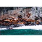 Valdez: Sea lion siesta