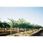 Temecula: Vineyards In The Wine Country - Temecula, Ca.