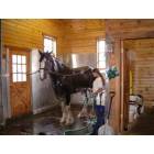 A Clydesdale gets a bath at Express Ranches Clydesdale Barn in Yukon