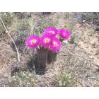 barrel cactus in full bloom - native plant