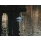 Sumter: Two swans in Swan Lake Park
