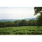 State College: Mount Nittany Vineyard