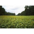 State College: : Sunflower Fields at Penn's Cave