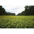 State College: Sunflower Fields at Penn's Cave