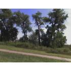 Thornton: Trees along the road