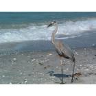Venice: waterbird at Casperson Beach
