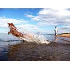 Duluth: : Dog jumping into Lake Superior at Park Point beach.
