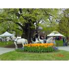 Albany: : Annual Tulip Festival Washington Park