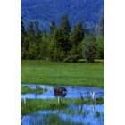Cascade: Moose at Warm Lake