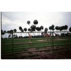 Orlando: Busch Gardens theme park (giraffes).... taken while on family vacation