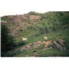 Homer: Dall sheep spotted atop cliffs and mountains just outside of town