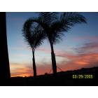 The Villages: : Palm Trees at Dusk