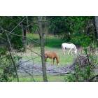 Harriman: Horses graze in a field on Sugar Grove Valley Road, Harriman, Tn.