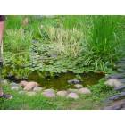 Townsend: Townsend: Lily pond