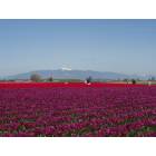 Mount Vernon: Tulip Fields near Mount Vernon, Washington