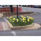 Round Rock: Daffodil Days 2005