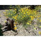 Mountain Ranch: Have a Good Day at Mountain Ranch