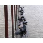 Astoria: Sea Lions at the docks above Safeway