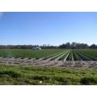 Plant City: Strawberry fields