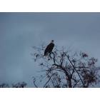 Lewiston: bald eagle in local city park