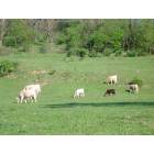 Shinnston: Cows grazing in a field