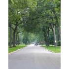 Evanston: arch of trees on residential street