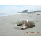 North Myrtle Beach: Jellyfish in the sand