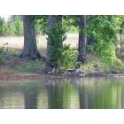 Fort Deposit: Geese by a pond