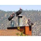 Pine Mountain Club: California Condors rext door to my house