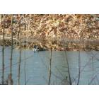 Bethany Beach: Hooded Merganser