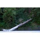 Florence: : Fallen Snag over Cape Creek